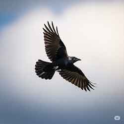 Quiz – Prendre Soin des Oiseaux de Votre Jardin en Été