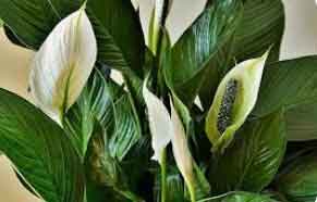 La Fleur de lune (Spathiphyllum)