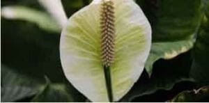 Spathiphyllum