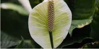 Spathiphyllum