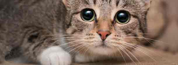 Un chat expressif montrant son langage corporel