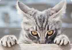 Quiz Urgences Félines : Seriez-vous un bon Samaritain pour votre chat ?