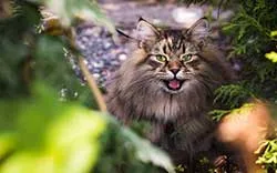 Combien Coûte un Chat par An ?