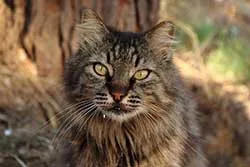 Chat Besoins spécifiques selon le pedigree.