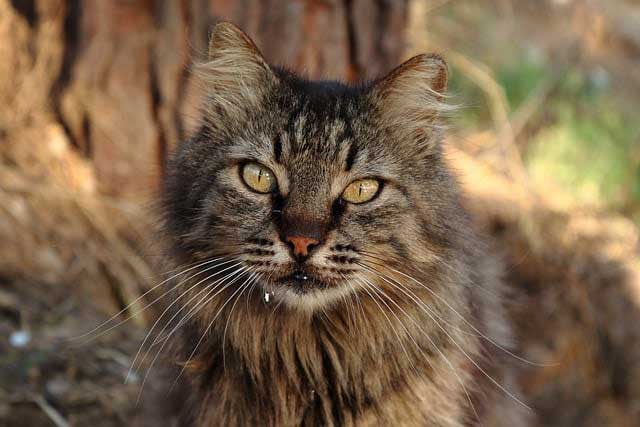 Chat de race majestueux