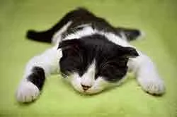 Chat adorable