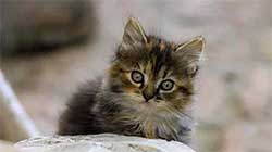 Hygiène dentaire chat