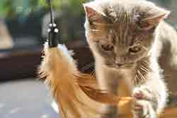 Chat fait ses griffes
