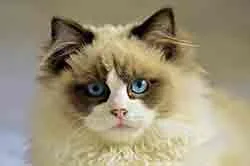 Chat curieux