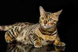 Chat Bengal magnifique