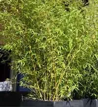 Phyllostachys aurea