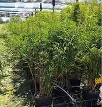 Fargesia nitida Pillar