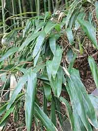 Indocalamus tessellatus