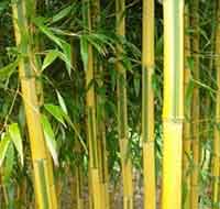 Phyllostachys spectabilis