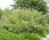 Fargesia rufa