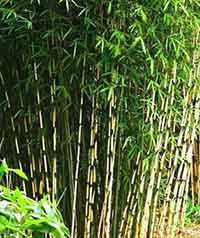 Fargesia robusta Campbell