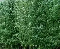 Phyllostachys bissetii