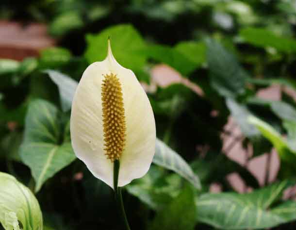 Fleur de Lune - Lis de la Paix