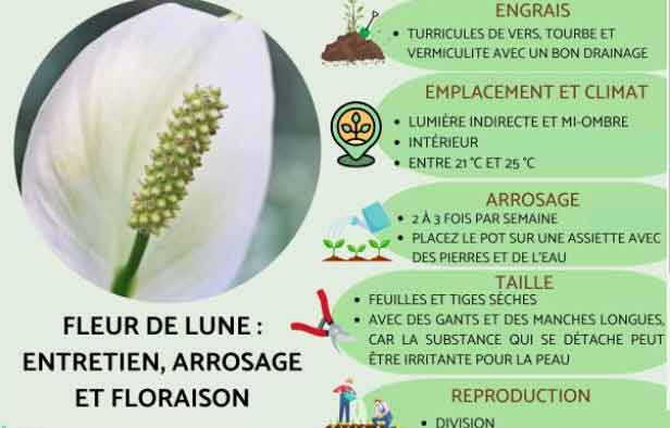 Fleur de Lune arrosage