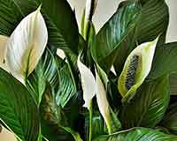 Fleur de Lune : Le guide pour la planter, l’entretenir et la faire refleurir