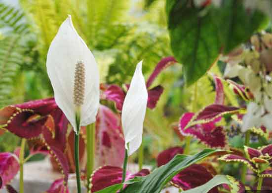 floraison Fleur de Lune