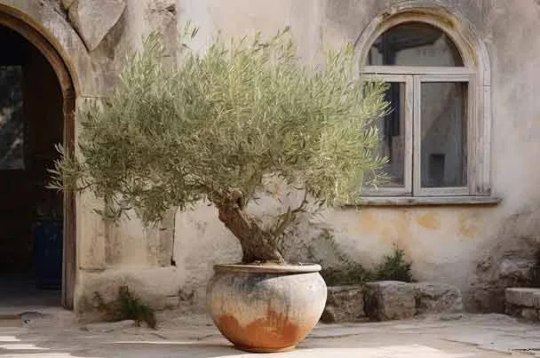 Olivier en pot sur une terrasse ensoleillée