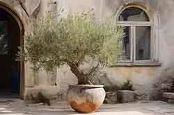 olivier en pot
