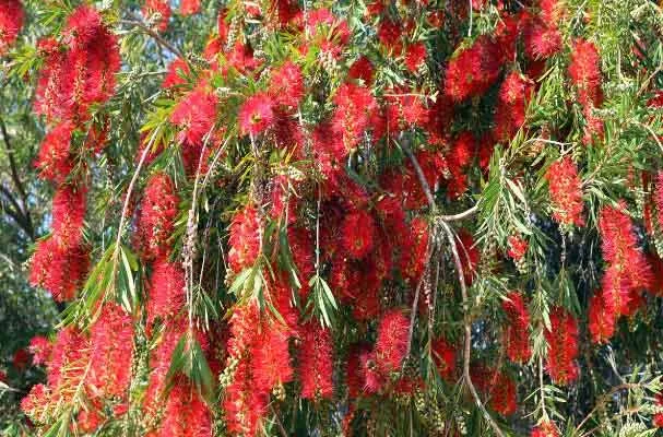 Fleurs de Rince-bouteille (Callistemon) en gros plan