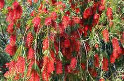 Cultiver le Rince-bouteille en pot : Le guide de l’entretien (Arrosage, Rempotage, Hiver)